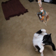 Illustration for article titled Shooting Challenge Pets Gallery 1